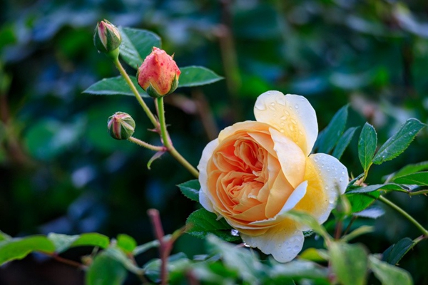 1652581790540791.jpg 18.jpg