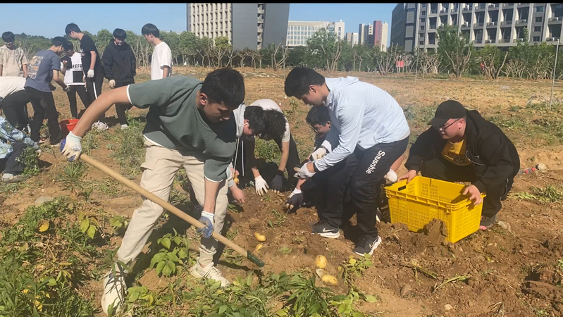江苏科技大学：“稼穑学堂”土豆喜丰收，劳动教育结硕果2.jpg